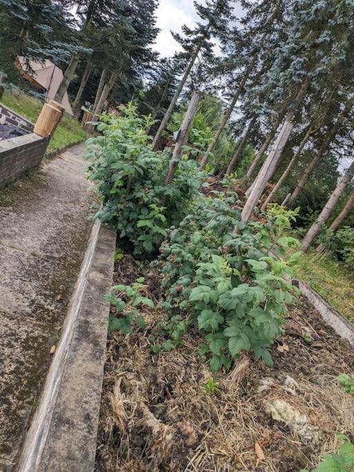 Abenteuer In Der Alten Gaertnerei Grebenau Villa Udenhausen Esterno foto